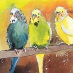 Přání Budgies