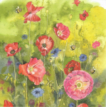 Přání Poppies